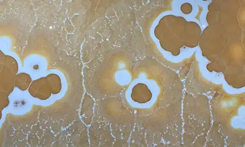 Honey Onyx Mp